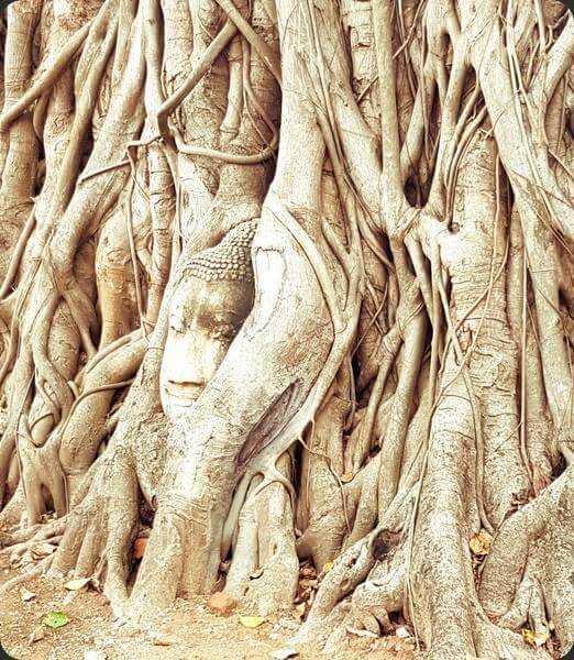Buddha In The Tree Ayutthaya Thailand