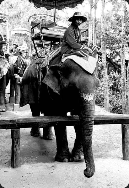 Elephant Koh Samui Thailand