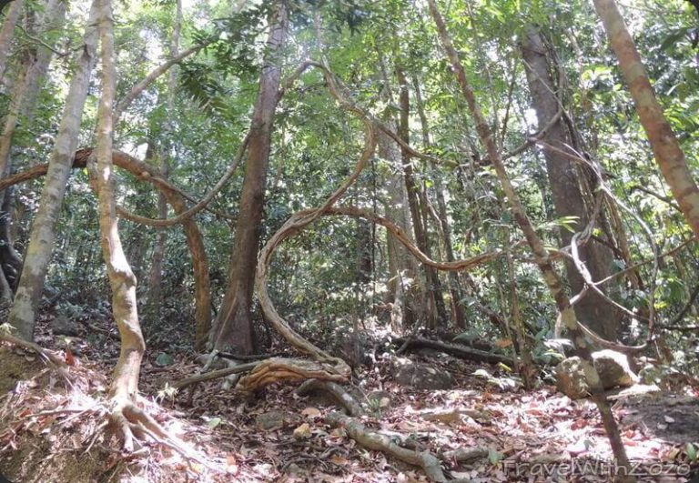 Jungle Langkawi Malaysia
