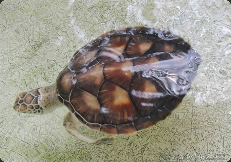 Turtle Pantai Kerachut Penang Malaysia