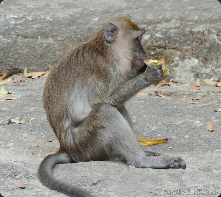 Monkey Langkawi Malaysia