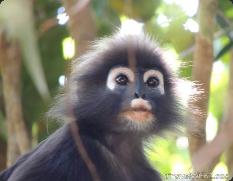 Monkey Langkawi Malaysia