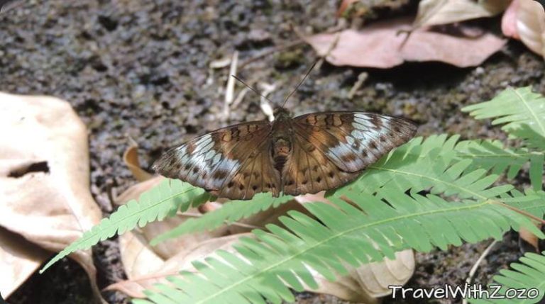 Butterfly Penang Malaysia