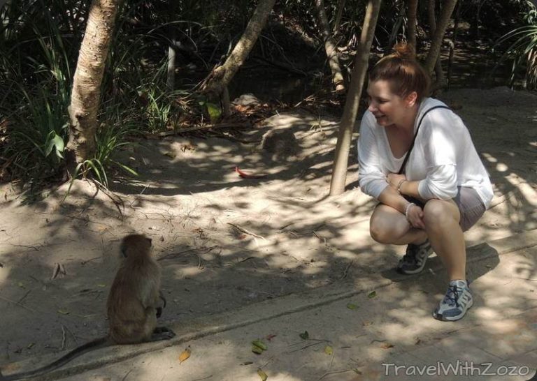 Monkey Talk Penang Malaysia